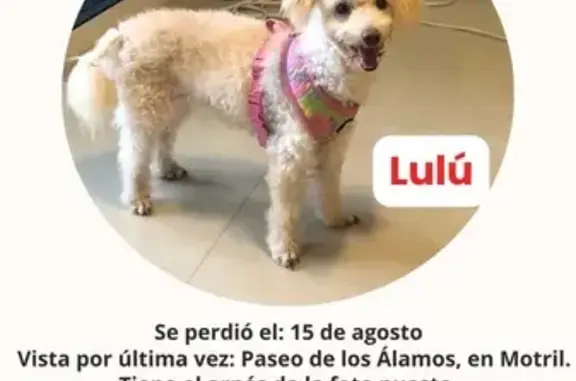 ¡Ayuda! Poodle Lulu perdida en Motril