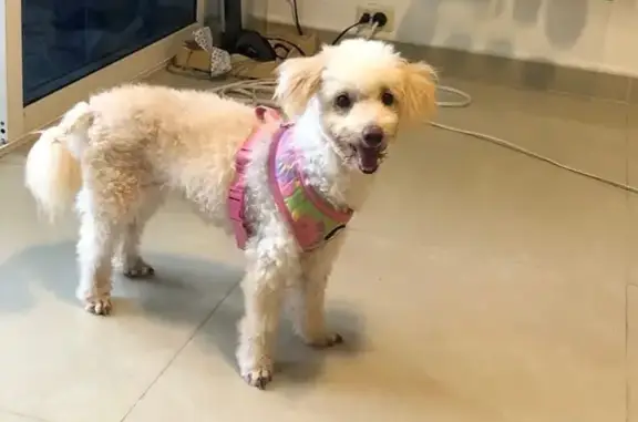 ¡Ayuda! Perrita Lulú perdida en Motril