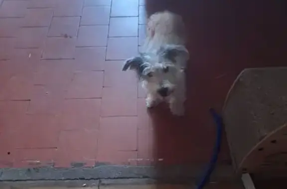 Animaux trouvés Mehun-sur-Yèvre, photo: Terrier blanc trouvé Rue Paul Besse