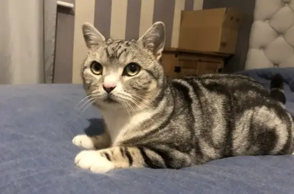 Lost Cat: Grey & White in Whitebarn Lane
