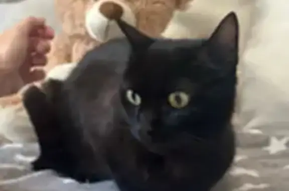 Perdue : Chatte noire XENA à Lavardac - photo