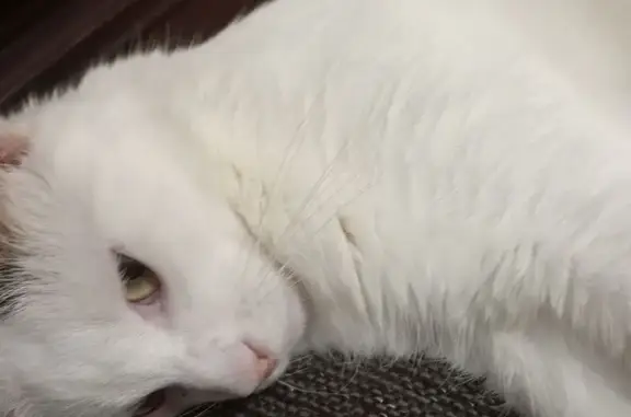 Gata Blanca con Cola Negra Perdida en Torre-romeu