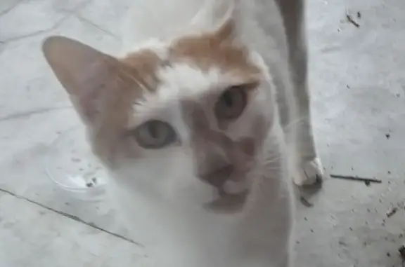 Chat blanc et roux sociable, Rue du Perchet - photo