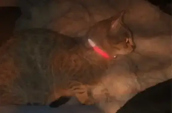 Animaux perdus Jussey, photo: Chatte grise perdue, collier rose, Jussey