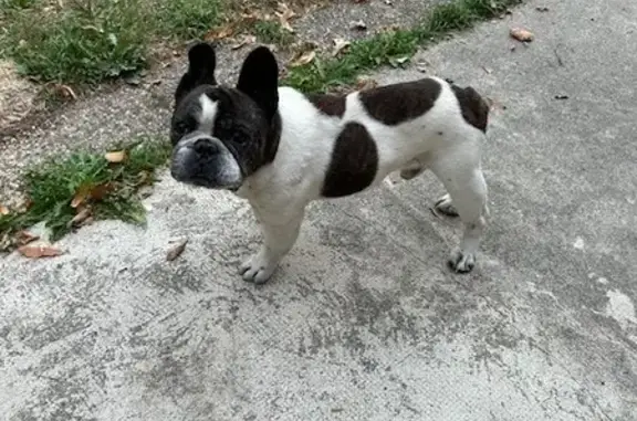 Chien trouvé Saint-Geoire-en-Valdaine, photo: Bouledogue mâle docile trouvé à Saint-Geoire