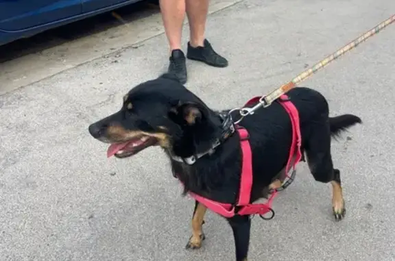 Chien trouvé Pignan, photo: Chienne et chiot retrouvés à Pignan