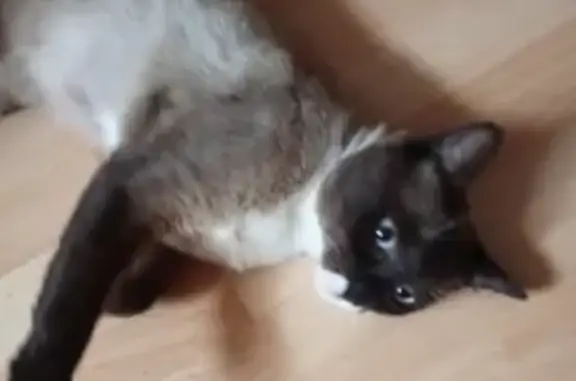 Siamoise noir-beige yeux bleus trouvée Cenon - photo