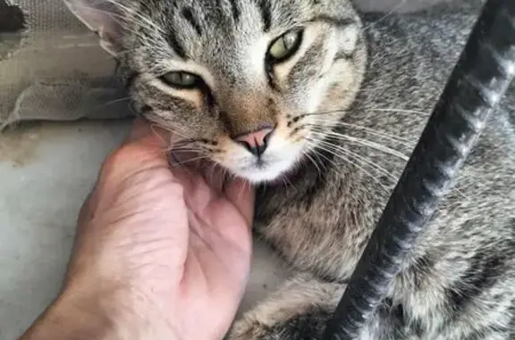 Gato Gris Perdido en San José, Molina de Segura