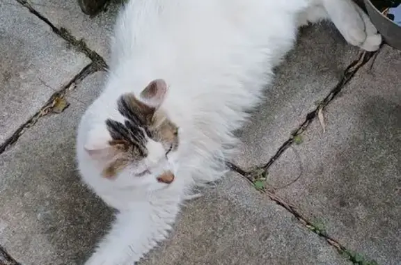 Animaux trouvés Campan, photo: Chat adulte sociable trouvé à Campan