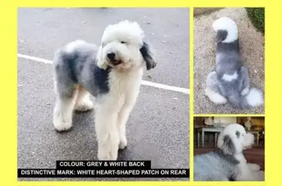 Lost Dog: Snoopy, White & Gray, 35kg