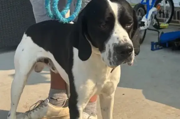 Animaux trouvés Rai, photo: Chien noir et blanc trouvé à Rai