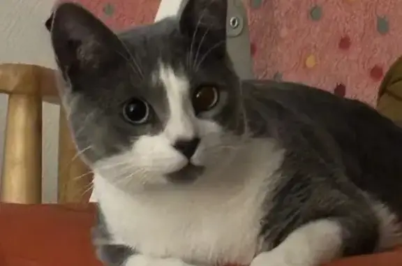 Chat perdu gris et blanc à Monein - photo