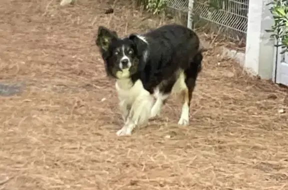 Chien trouvé Gujan-Mestras, photo: Chien noir et blanc apeuré Rue de l'Or