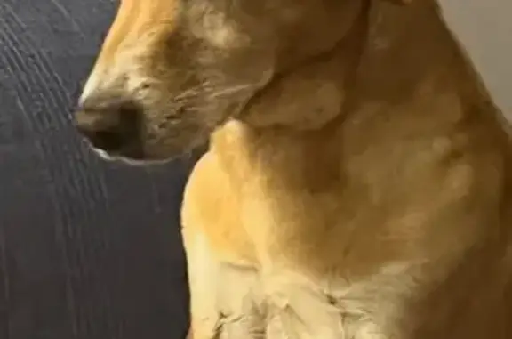 Perro Perdido con Chip en Los Cipreses