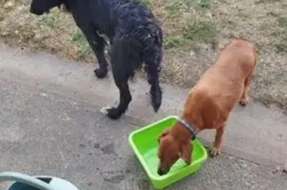 Deux chiens mâles trouvés à Bagnat - photo