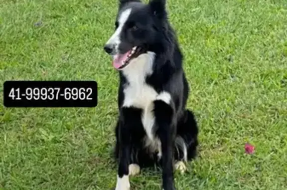 cachorro desaparecida