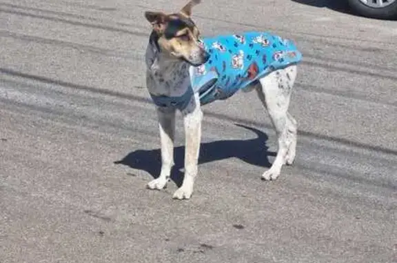cachorro encontrada