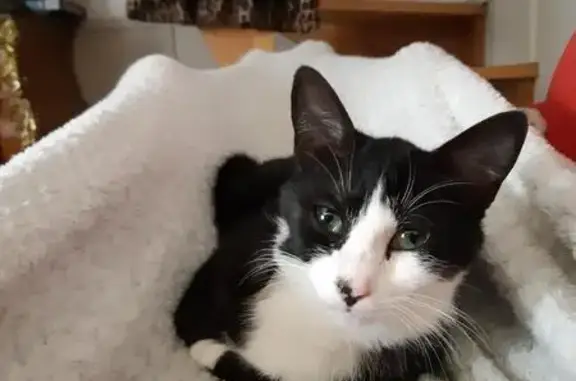 Chatte perdue à Plouézec : Upa, 2 ans - photo