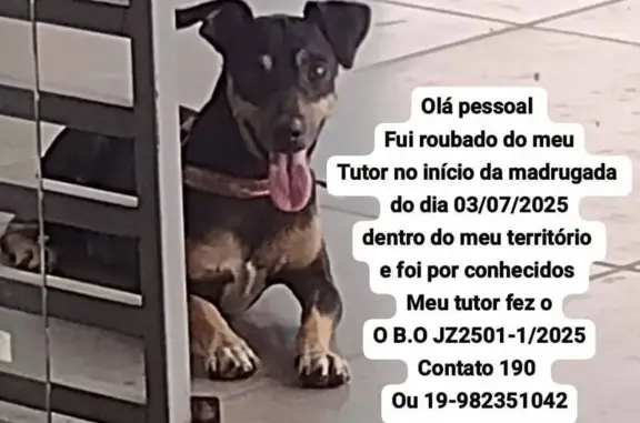 cachorro desaparecida
