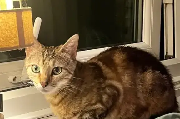Lost Anxious Cat in Portsmouth - Help!