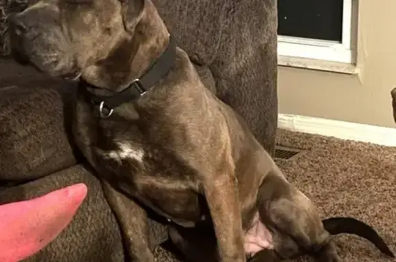 Lost Sweet 10-Year-Old Dog, Westerville
