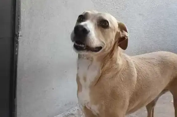 cachorro desaparecida