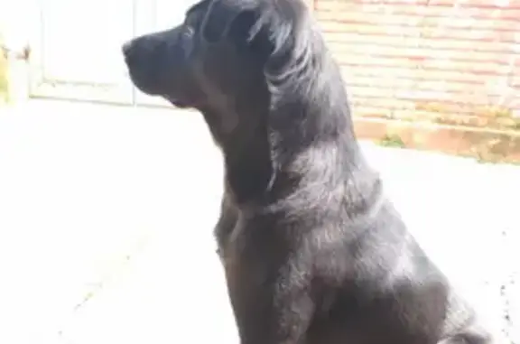 cachorro desaparecida