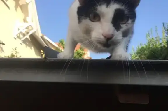 Chat noir et blanc trouvé à Arcachon - photo