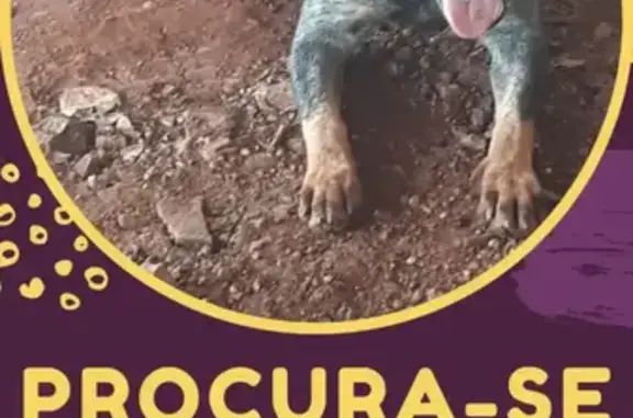 cachorro desaparecida