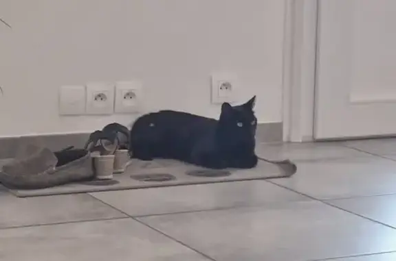 Chat trouvé , photo: Chat noir trouvé à Seyssinet-Pariset