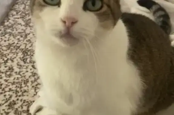 Chat perdu, Mont-de-Marsan, photo: Chatte tabby perdue, Mont-de-Marsan