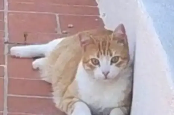 Chat perdu, Fleury, photo: Chat roux et blanc perdu à Saint Pierre