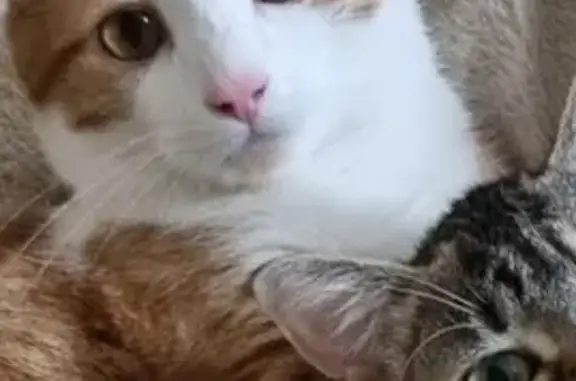 Animaux perdus Cléré-les-Pins, photo: Chat roux et blanc perdu à Cléré-les-Pins