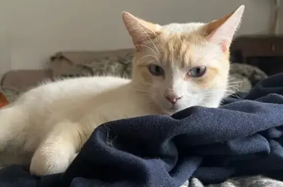 Chat blanc tacheté perdu à La Rochelle - photo