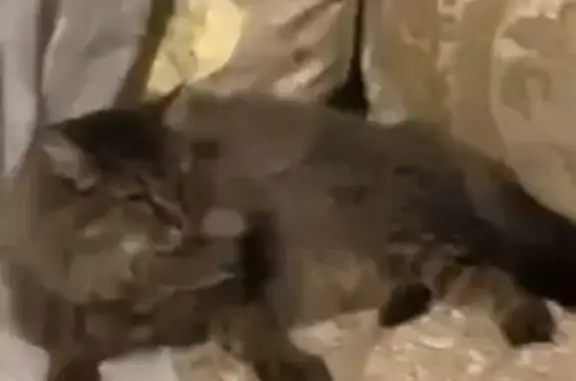 Chat perdue marron et noir à Cormontreuil - photo