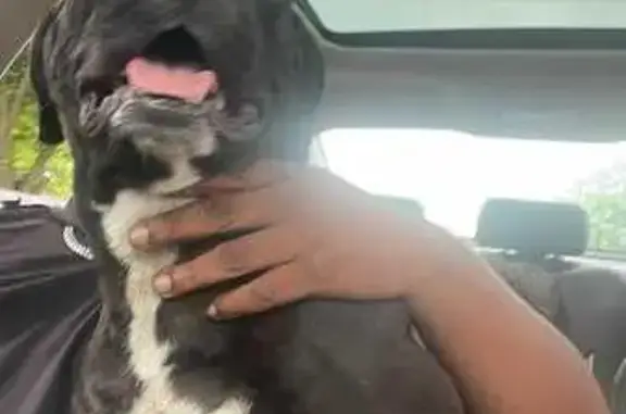 Lost Dog: Black with White Chest, Dayton