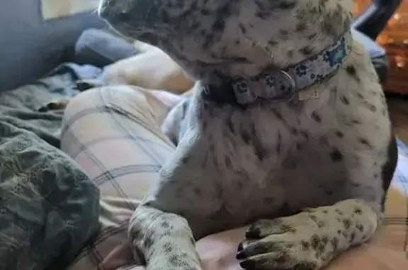 Lost Senior Dog: White with Spots, Crane Ave