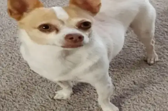 Lost Chihuahua: White & Tan, Huber Dr, Orlando