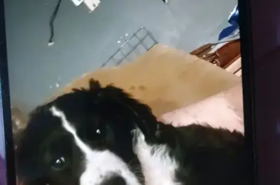 Missing dog Lawndale, photo: Lost Playful Labradoodle in Lawndale