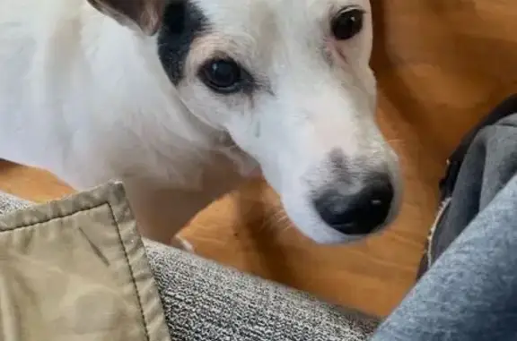 Jack Russell 14 ans perdu à Montreuil - photo