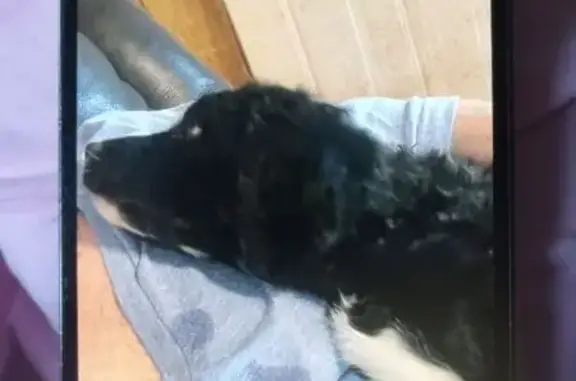 Missing dog Lawndale, photo: Lost Dog: Black with White Paws - Lawndale