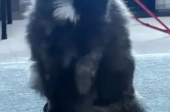 Lost Torti Cat: Dairy Lane, S. Burlington