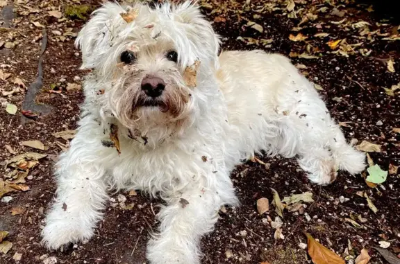 Lost Terrier Mix Abby in Denver Area