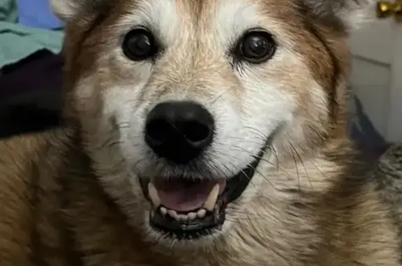 Lost Deaf Shiba Inu Mix in Middletown