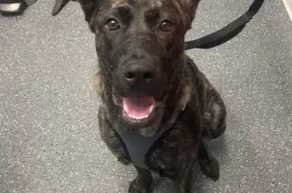 Lost Brindle Dog: 90lbs, Beep Collar