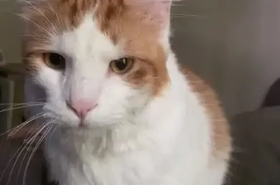 Lost: Friendly Fluffy Cat, Paul, in 2124