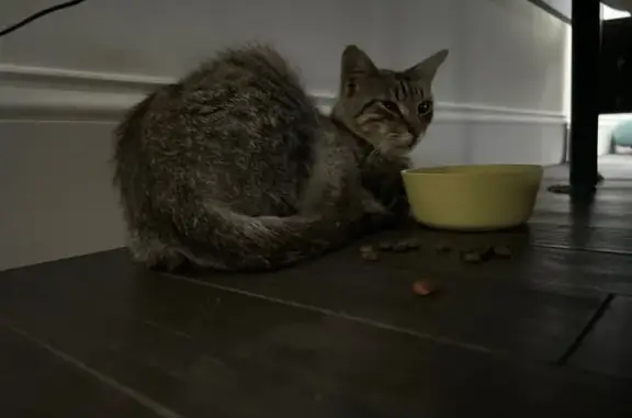 Lost Tabby: Friendly, Easily Startled