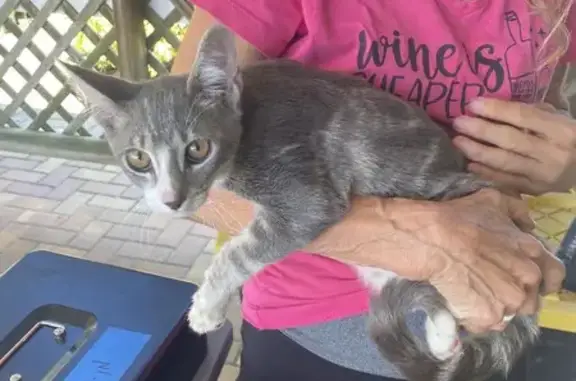 Found pets Fort Pierce, photo: Found: Loving Gray & White Kitten