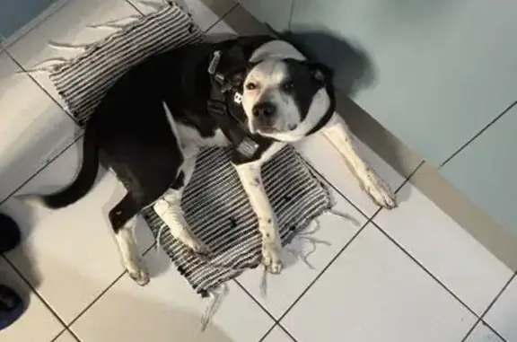 cachorro encontrada