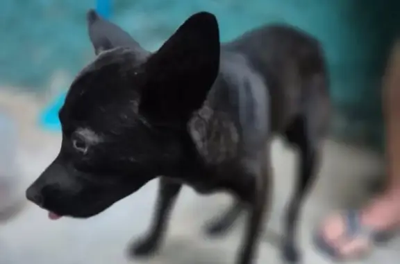 cachorro encontrada